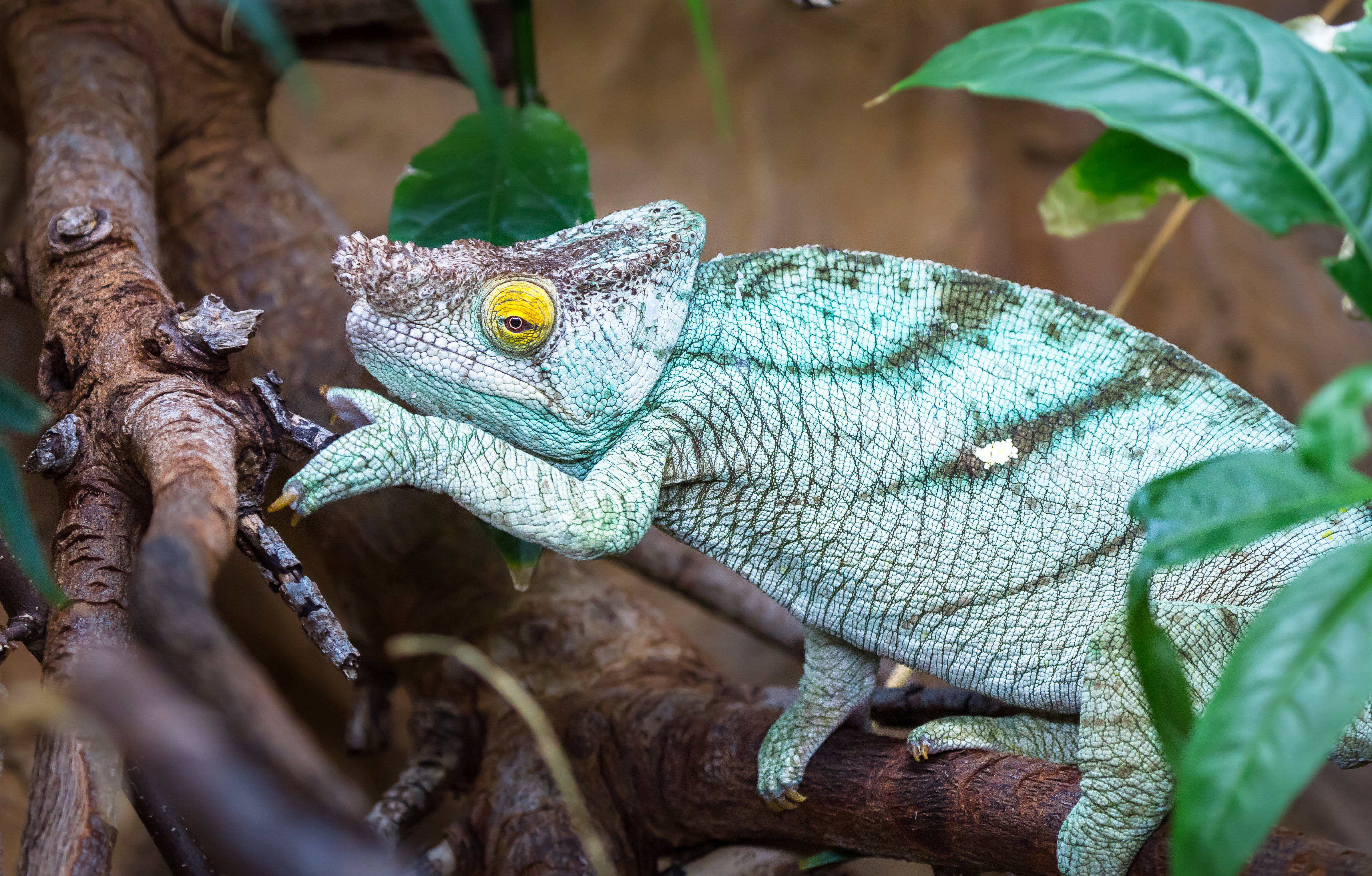 Camaleón verde azulado a rayas con ojo amarillo