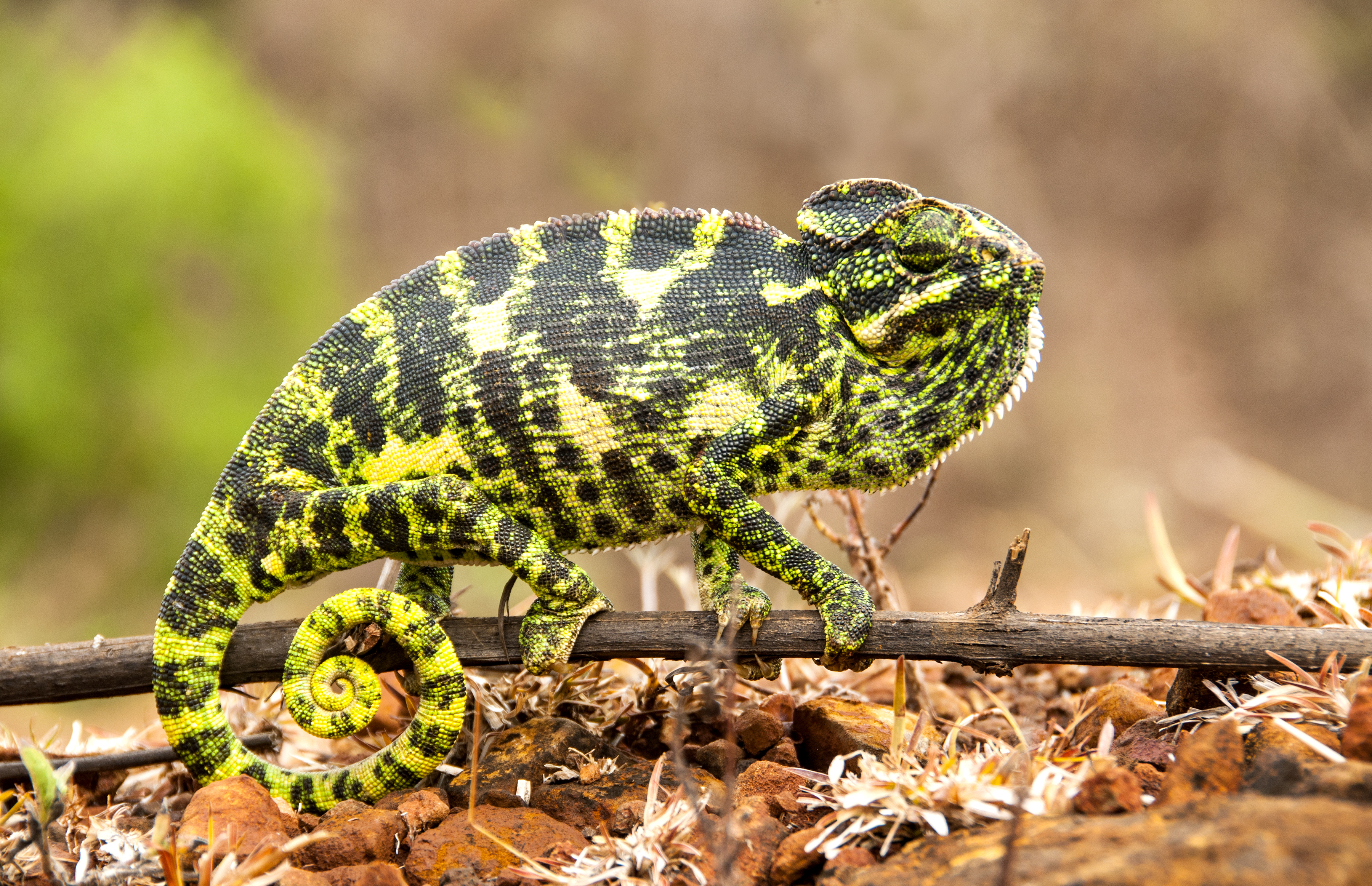 Camaleón con manchas verdes y oscuras